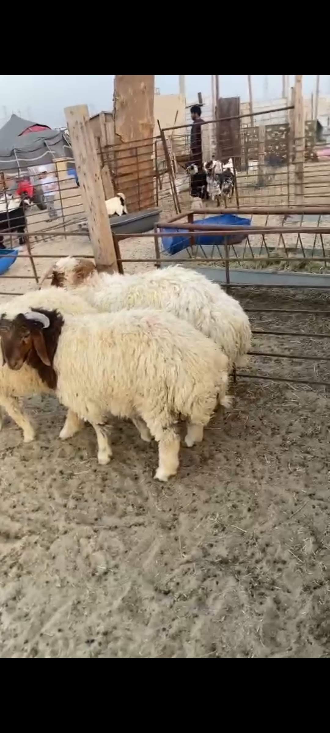 ذبائح نعيمي